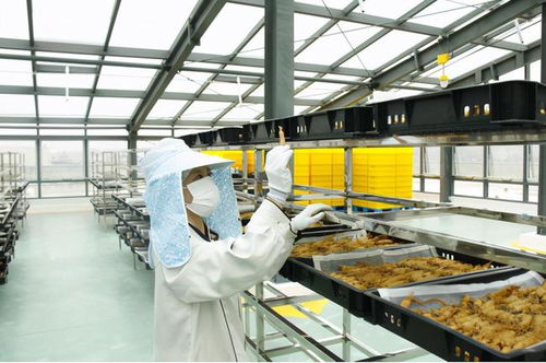 又是一年收參季丨探訪正官莊延吉工廠 全新布局中國紅參市場